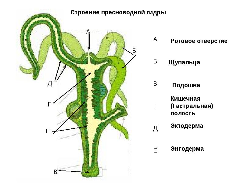 Каталог сайтов mega